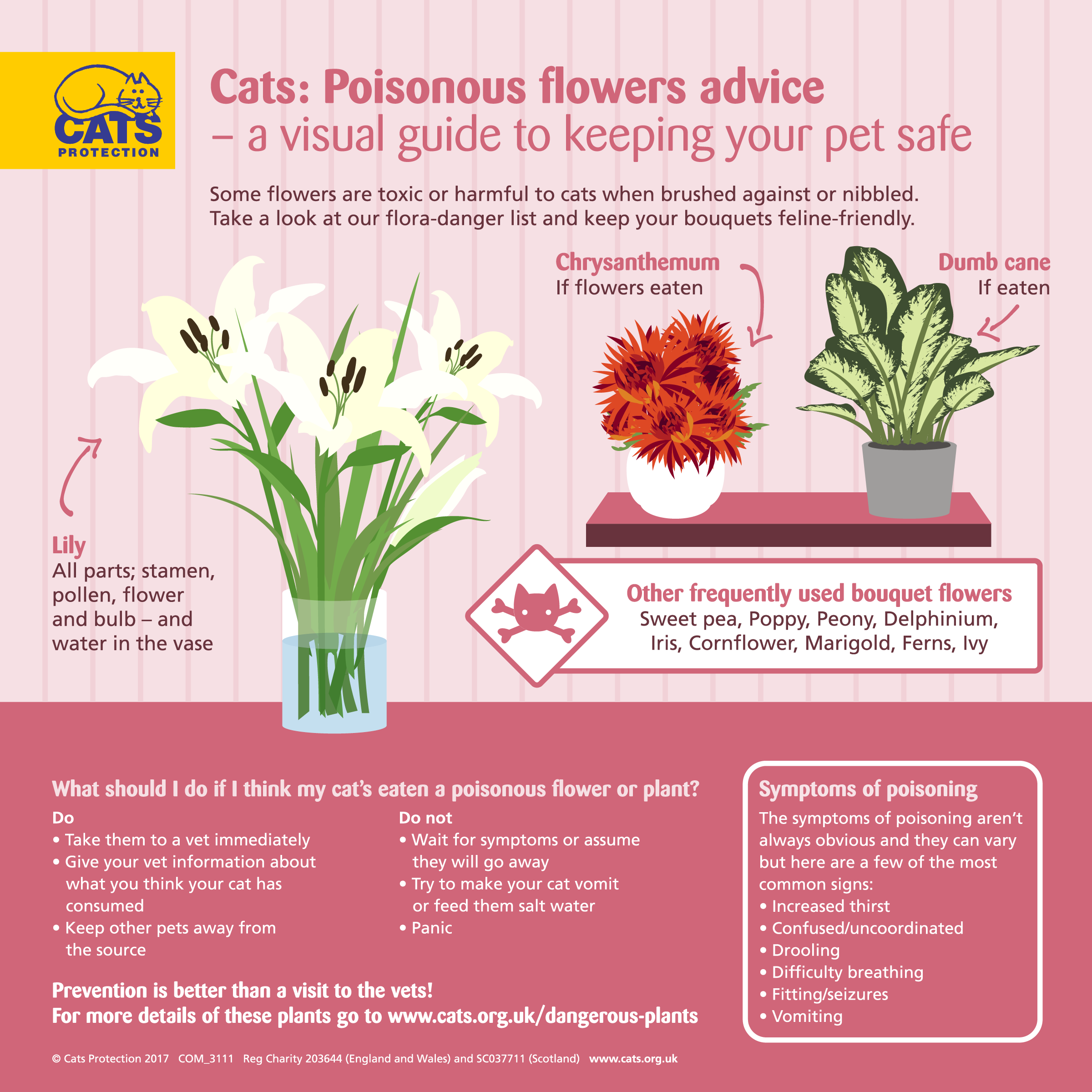 lily-poisoning-in-cats-symptoms-and-treatment-cat-world